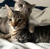 Jasper #car-stowaway - Photo 4