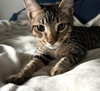 Jasper #car-stowaway - Photo 6