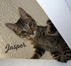 Jasper #car-stowaway - Photo 1