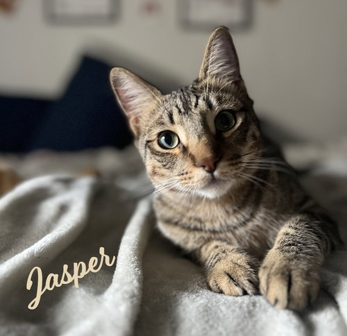 Jasper #car-stowaway, Young Tabby / Mixed (short coat), cat for adoption in Friendswood, Texas