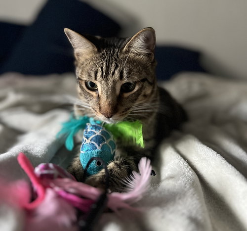 JASPER #CAR-STOWAWAY - Tabby available for adoption