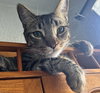 Jasper #car-stowaway - Photo 4