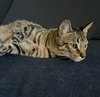 Jasper #car-stowaway - Photo 3