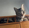 Jasper #car-stowaway - Photo 6