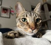Jasper #car-stowaway - Photo 7