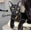 Karma #car-stowaway - Photo 1