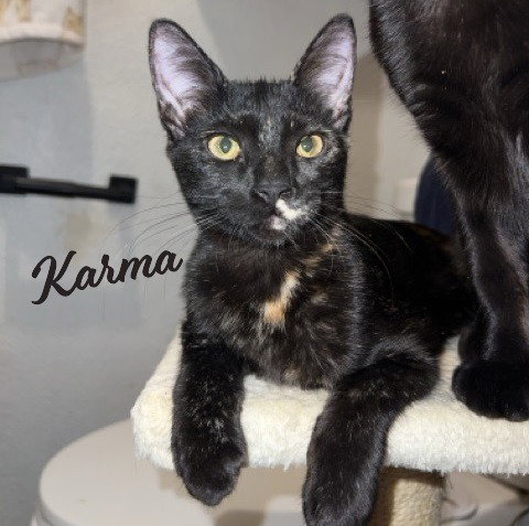 KARMA #CAR-STOWAWAY - Tortoiseshell / Domestic Short Hair available for adoption