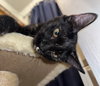 Karma #car-stowaway - Photo 5