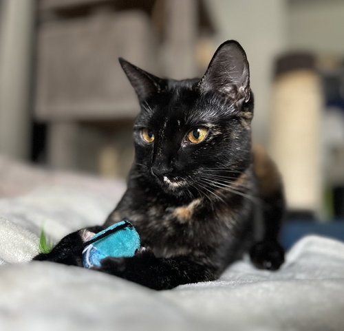 KARMA #CAR-STOWAWAY - Tortoiseshell / Domestic Short Hair available for adoption