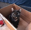 Karma #car-stowaway - Photo 3