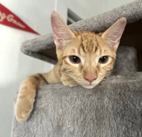 JUPITER #CAR-STOWAWAY - Tabby / Domestic Short Hair available for adoption
