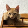 Jupiter #car-stowaway - Photo 4