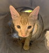 Jupiter #car-stowaway - Photo 6