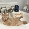 Jupiter #car-stowaway - Photo 1