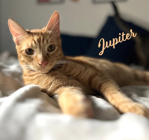 Jupiter #car-stowaway, an adoptable Tabby in HOUSTON, TX