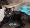 Pluto #car-stowaway - Photo 1