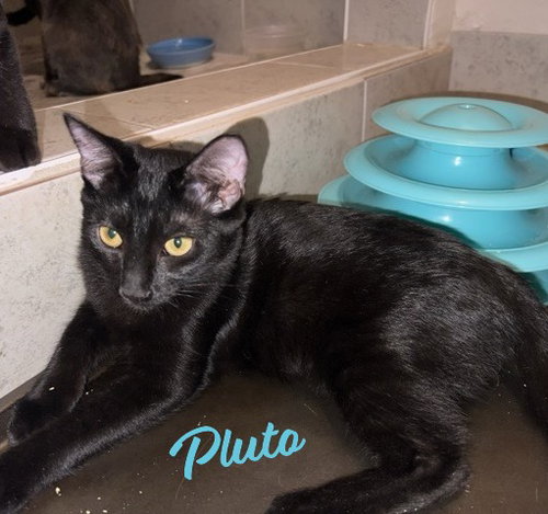 PLUTO #CAR-STOWAWAY - Bombay available for adoption