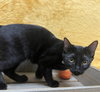 Pluto #car-stowaway - Photo 4