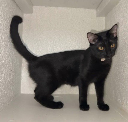 PLUTO #CAR-STOWAWAY - Bombay available for adoption