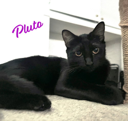 Pluto #car-stowaway, an adoptable Bombay in HOUSTON, TX