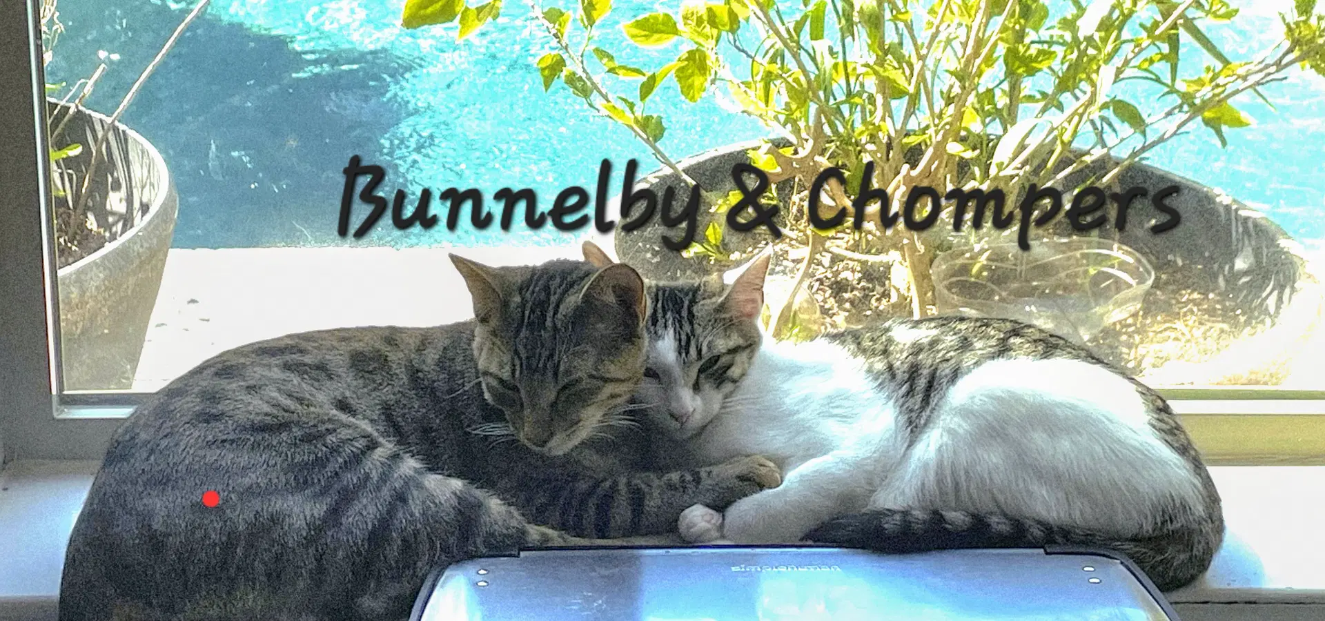 Bunnelby Gentle-Wallflower image 2