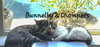 Bunnelby #gentle-wallflower - Photo 2