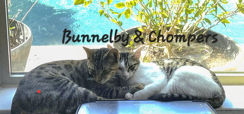 BUNNELBY #GENTLE-WALLFLOWER - Tabby available for adoption