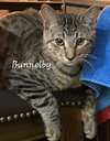 Bunnelby #gentle-wallflower - Photo 1