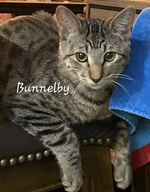 BUNNELBY #GENTLE-WALLFLOWER - Tabby available for adoption