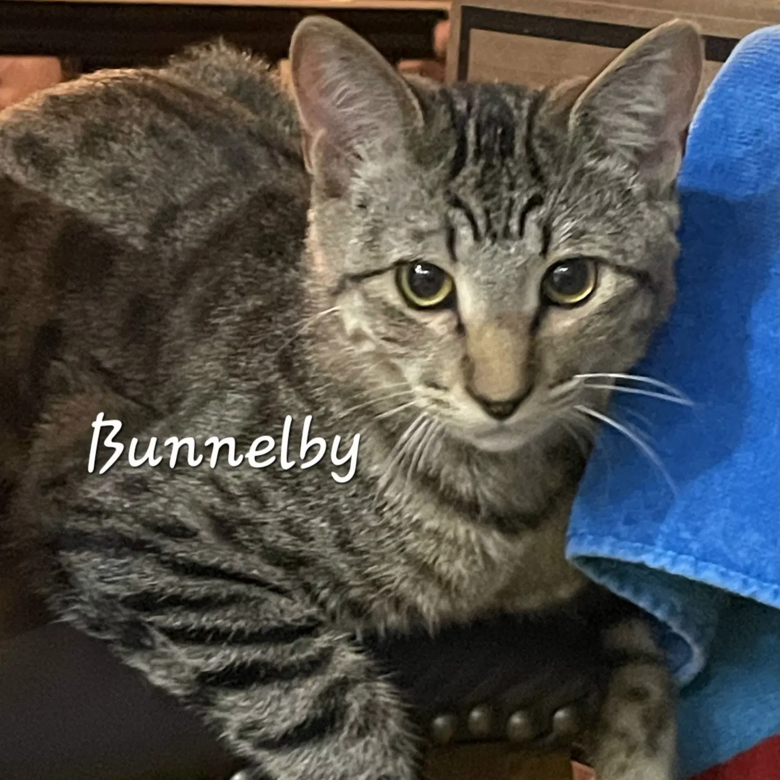 Bunnelby Gentle-Wallflower - Tabby