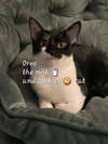 Oreo  #milk-&-cookies-cat - Photo 1