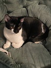 Oreo  #milk-&-cookies-cat - Photo 2