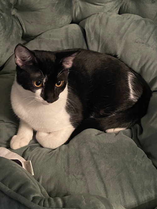 OREO  #MILK-&-COOKIES-CAT - American Shorthair available for adoption