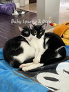 Oreo  #milk-&-cookies-cat - Photo 3