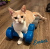 Ember #brother-of-Coal - Photo 1