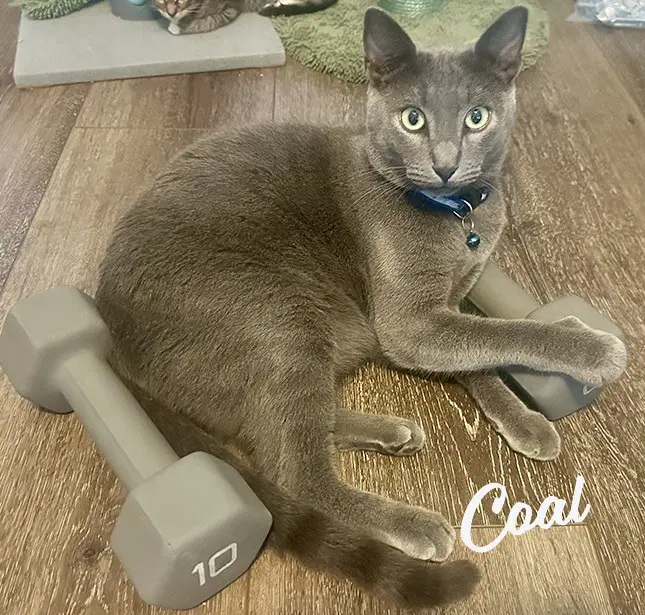 Coal Brother-Of-Ember - Russian Blue