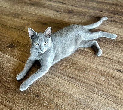 COAL #BROTHER-OF-EMBER - Russian Blue / Domestic Short Hair available for adoption