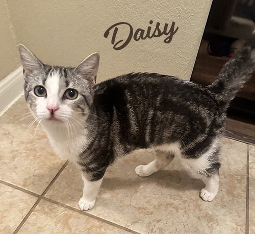 DAISY #BONDED-TO-DOMINO - Tabby / Domestic Short Hair available for adoption