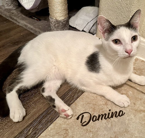DOMINO #BONDED-TO-DAISY - Turkish Van / Domestic Short Hair available for adoption
