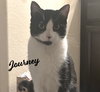 Journey #snuggly-bedfellow - Photo 1