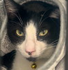 Journey #snuggly-bedfellow - Photo 2