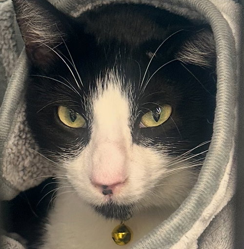 JOURNEY #SNUGGLY-BEDFELLOW - Tuxedo / Domestic Short Hair available for adoption