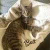 Bolt #brother-of-Tornado - Photo 1