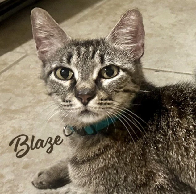 Blaze Momma-Cat-Of-The-Year