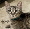 Blaze #momma-cat-of-the-year - Photo 1