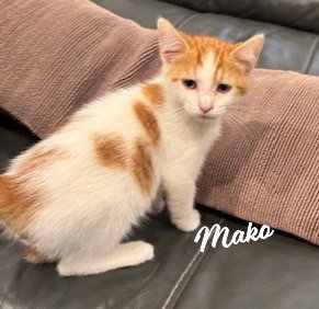 Photo of Mako #brother-of-Bolin