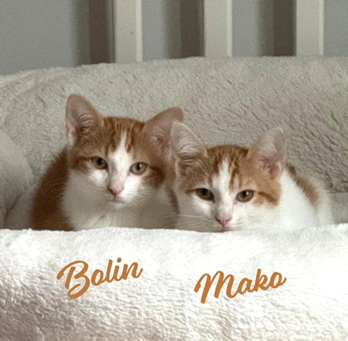 Photo of Mako #brother-of-Bolin