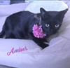 Amber #dumpster-diva - Photo 1