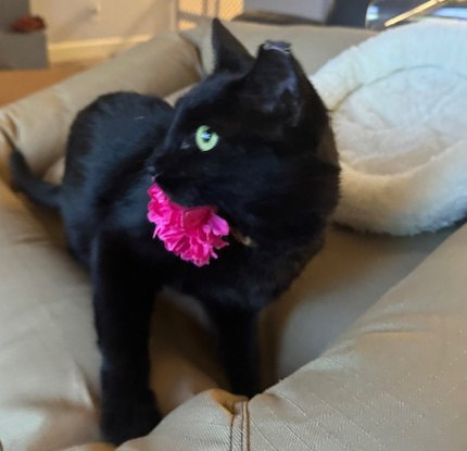 AMBER #DUMPSTER-DIVA - Bombay / Domestic Short Hair available for adoption