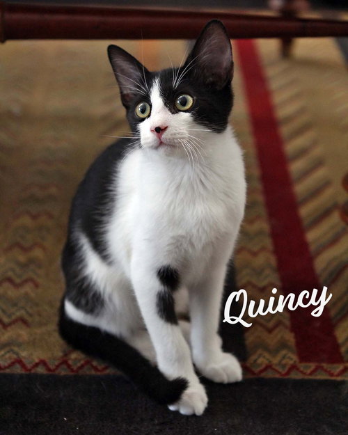 picture of the cat needing adoption